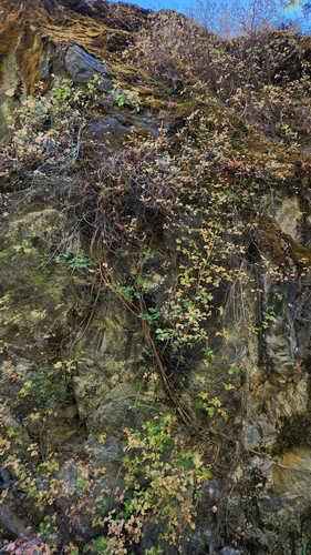Pacific poison oak
