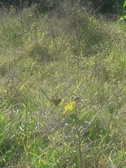 Danaus erippus