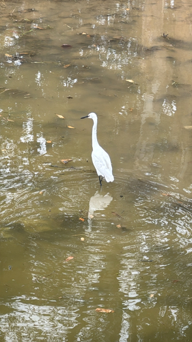 Little Egret