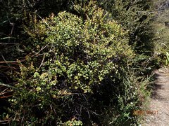 Gaultheria antipoda