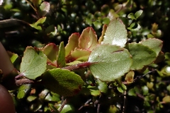 Gaultheria antipoda, photograph (c) Duncan Cunningham, some rights reserved (CC BY)