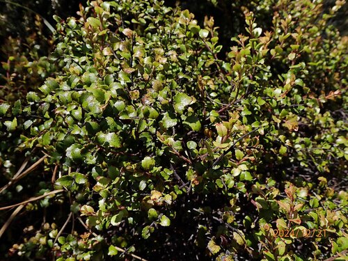 Gaultheria antipoda, photograph 1