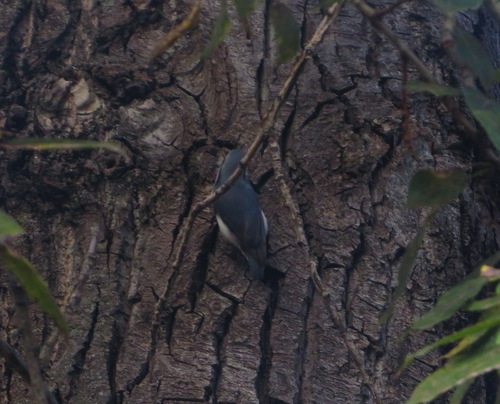 Eurasian Nuthatch