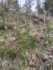Melica nutans