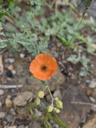 Sphaeralcea rusbyi, 2026-09-22