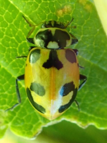 Parenthesis Lady Beetle