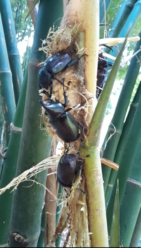 Siamese Rhinoceros Beetle