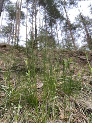 Melica nutans