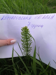 Equisetum arvense