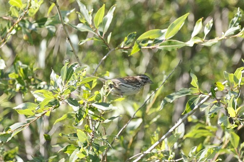 Song Sparrow