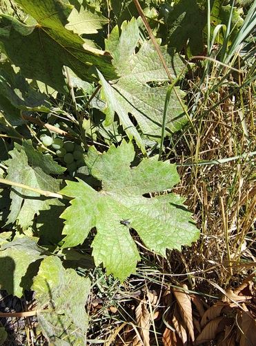 wine grape