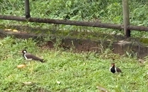 Red-wattled Lapwing