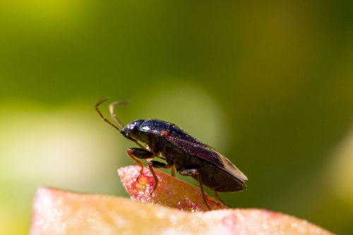 Representative image of Lamprodema maura