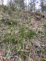 Melica nutans