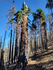 Sequoiadendron giganteum, photograph (c) Nicole, some rights reserved (CC BY)