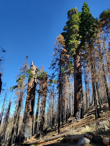 Sequoiadendron giganteum, photograph 3