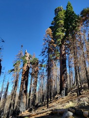 Sequoiadendron giganteum, photograph (c) Nicole, some rights reserved (CC BY)