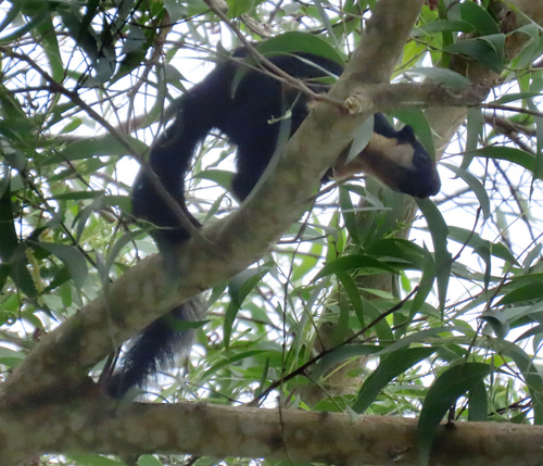 Black Giant Squirrel