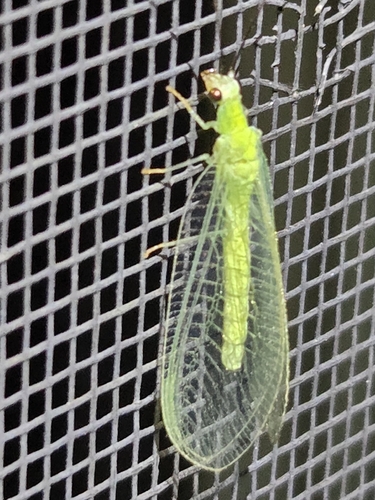 Black-horned Green Lacewing