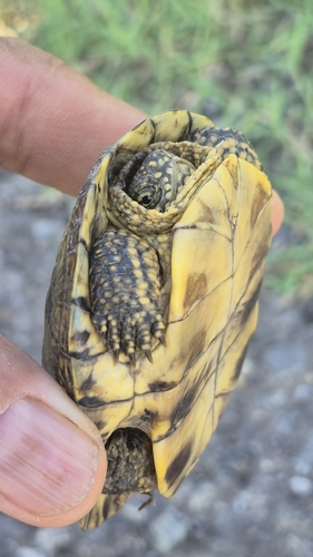 European Pond Turtle