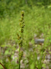 Carex annectens