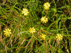 Blennosperma bakeri