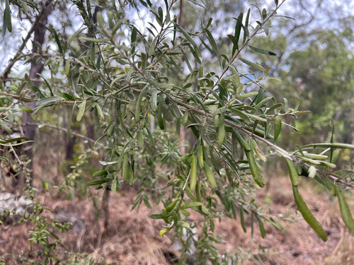 Bursaria incana observed 2026-09-22