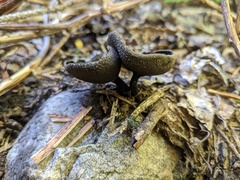 Helvella corium
