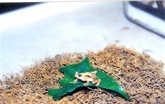 Nectophrynoides asperginis