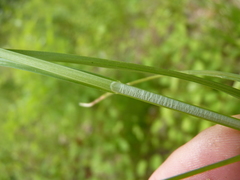 Carex annectens