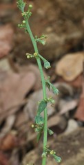 Baliospermum solanifolium