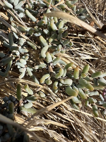 Suaeda nigra