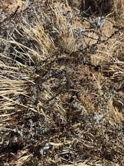 Suaeda nigra, photograph (c) Ryan Donnelly, some rights reserved (CC BY)