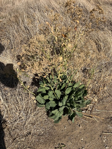 Lepidium latifolium, photograph 3
