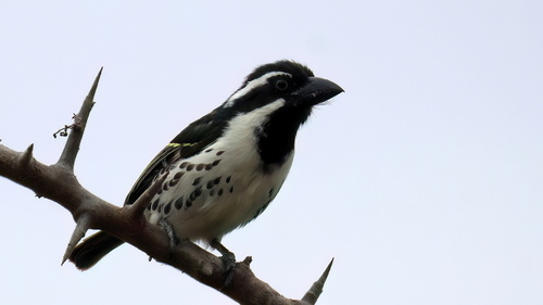 iNaturalist image