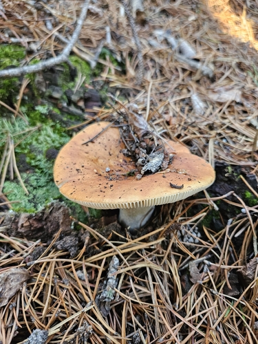 Copper Brittlegill