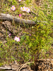 Lawrencella rosea, photograph (c) Carmon, some rights reserved (CC BY-SA)