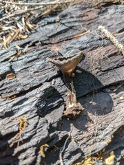 Helvella corium
