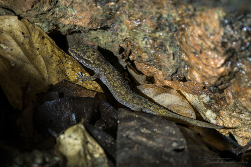 Cha-am Leaf-toed Gecko