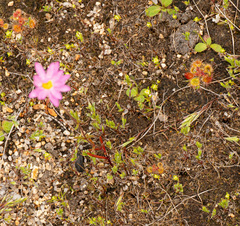 Lawrencella rosea, photograph (c) Carmon, some rights reserved (CC BY-SA)