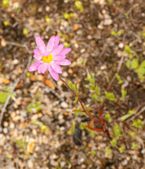 Lawrencella rosea, photograph (c) Carmon, some rights reserved (CC BY-SA)