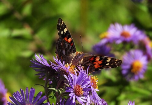Painted Lady