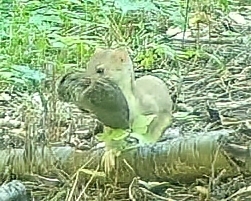 Long-tailed Weasel