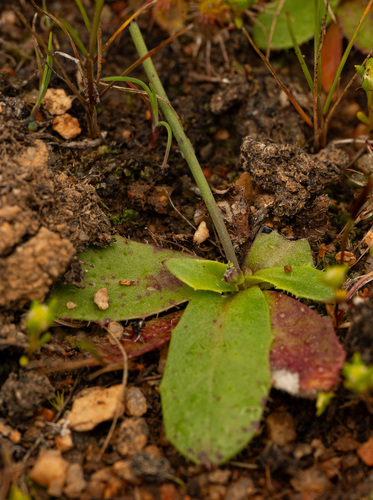 Hypochaeris glabra, photograph 5