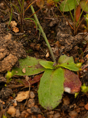Hypochaeris glabra, photograph (c) Carmon, some rights reserved (CC BY-SA)