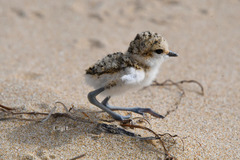 Charadrius alexandrinus
