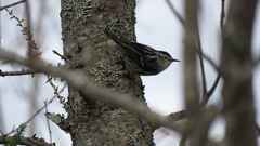 Mniotilta varia image