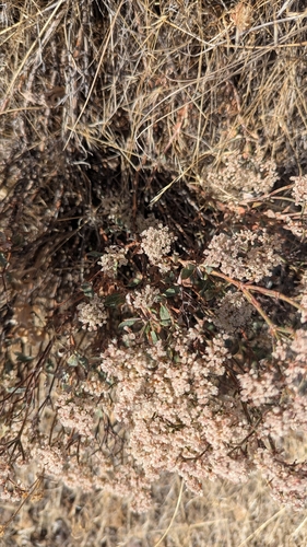 Slender Buckwheat