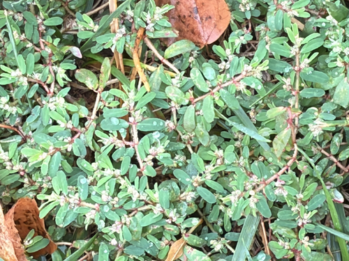 Spotted spurge