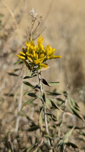 Yellow Rabbitbrush